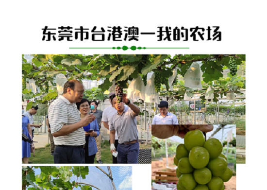 東莞我的農場(chǎng)葡萄種植