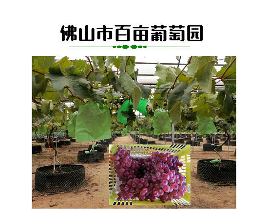 佛山葡萄種植