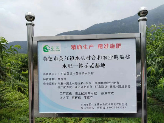 英德鷹嘴桃種植示范
